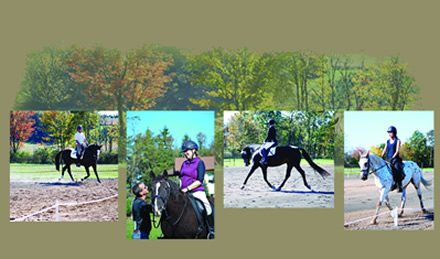 Dressage collage