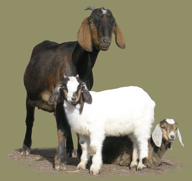 Nubian goats mother with babies