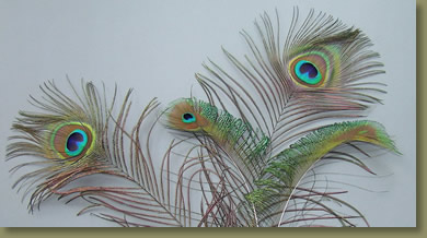 peacock feathers