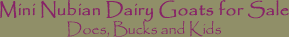 mini nubian dairy goats for sale